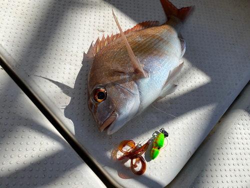 マダイの釣果