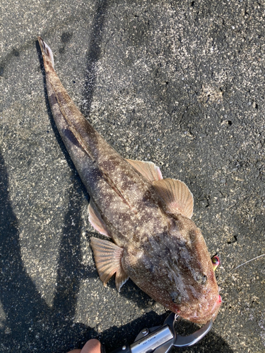 マゴチの釣果