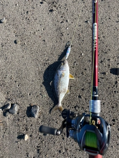 ショゴの釣果