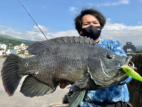 ティラピアの釣果