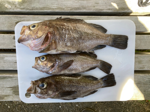 メバルの釣果