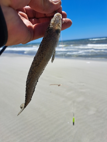 キスの釣果