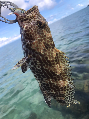 イシミーバイの釣果