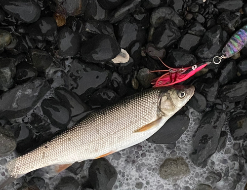 ウグイの釣果