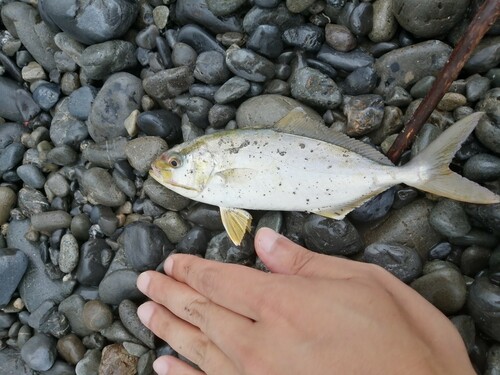 ショゴの釣果