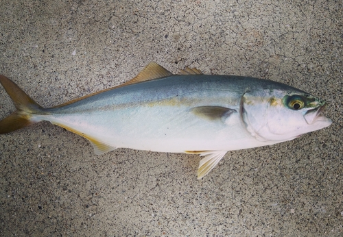 ブリの釣果