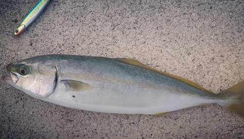 ブリの釣果