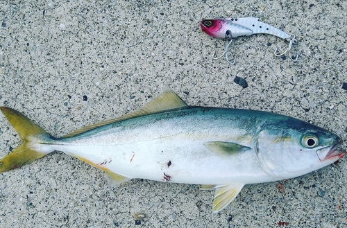 ブリの釣果