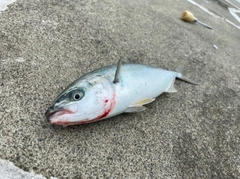 ワカシの釣果