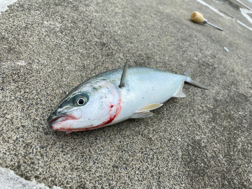 ワカシの釣果