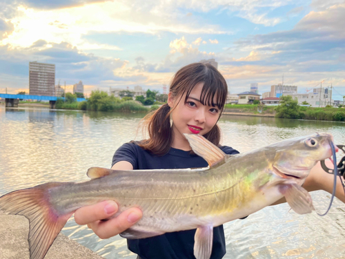 アメリカナマズの釣果