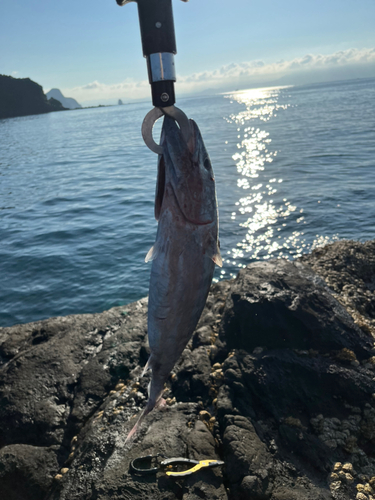 ハガツオの釣果