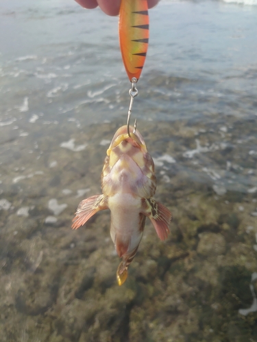 イソゴンベの釣果