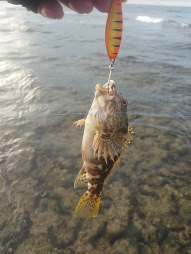 イソゴンベの釣果