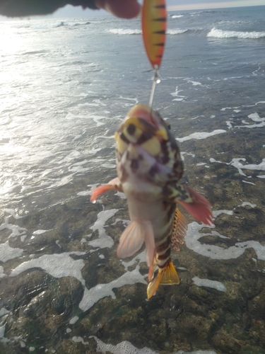 イソゴンベの釣果