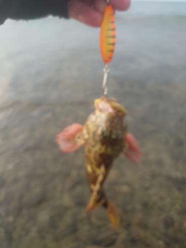 イソゴンベの釣果