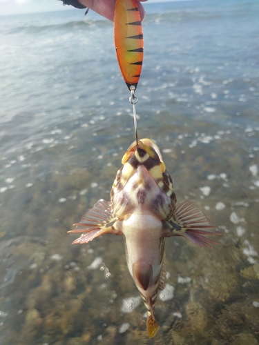 イソゴンベの釣果