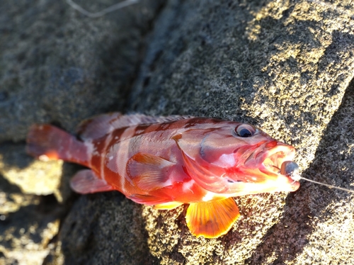 アカハタの釣果