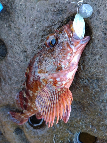 カサゴの釣果