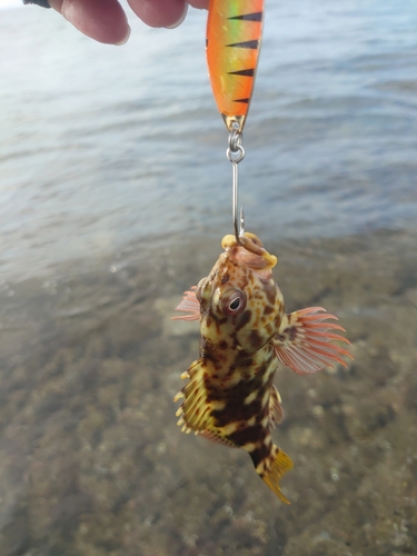 イソゴンベの釣果