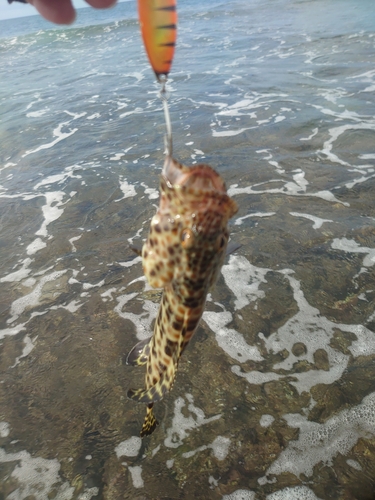 イシミーバイの釣果