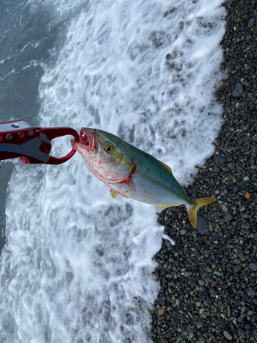 ワカシの釣果