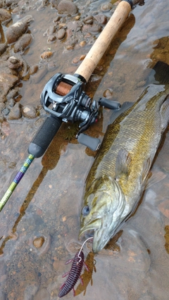 スモールマウスバスの釣果