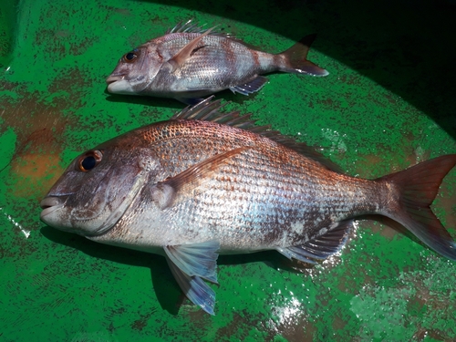 マダイの釣果