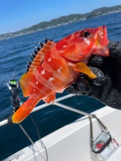 アカハタの釣果