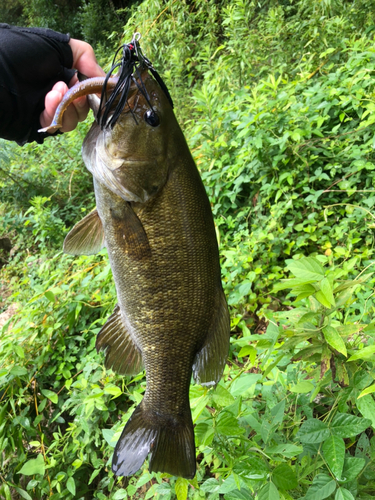 スモールマウスバスの釣果