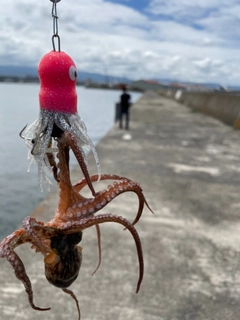 タコの釣果