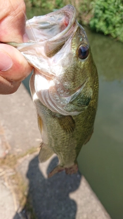 ブラックバスの釣果