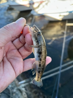 マハゼの釣果