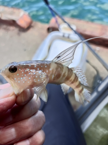 ハゼの釣果