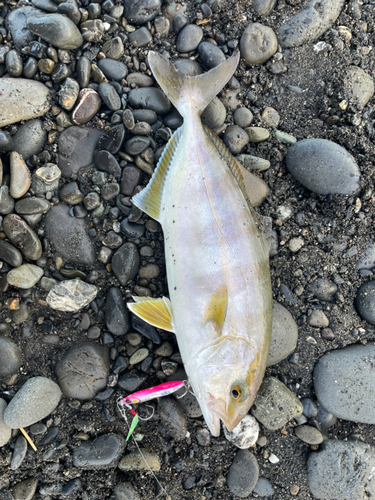 ショゴの釣果