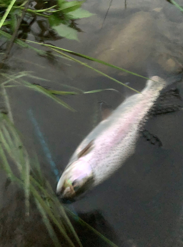 ニジマスの釣果