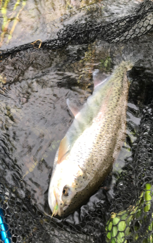 ニジマスの釣果