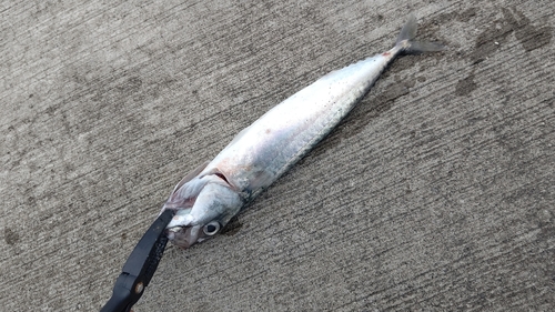 マサバの釣果