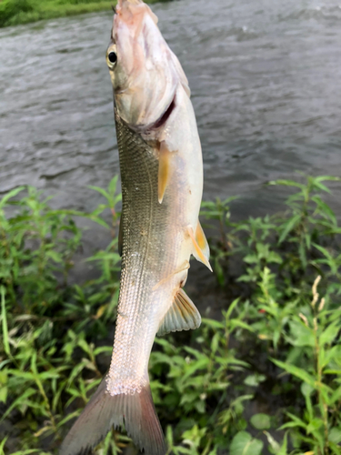 ウグイの釣果