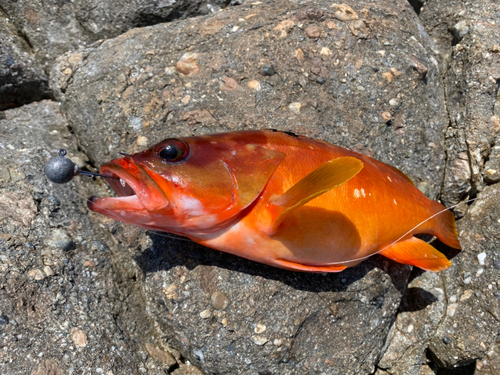 アカハタの釣果