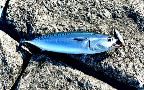 マルソウダの釣果