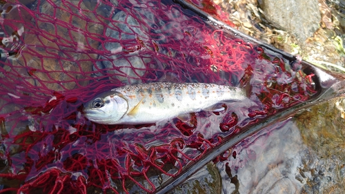 アマゴの釣果