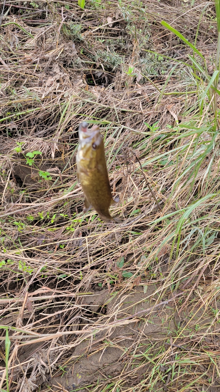 スモールマウスバス