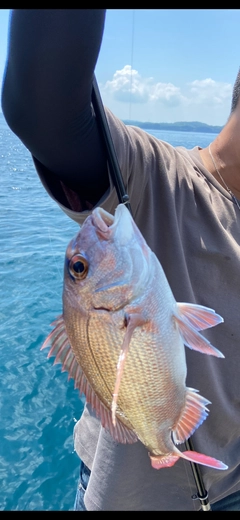 タイの釣果