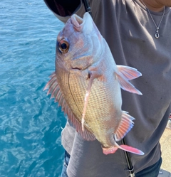 タイの釣果