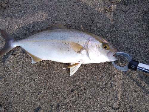 ショゴの釣果