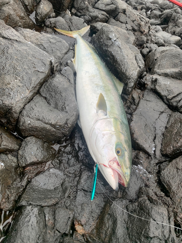 ブリの釣果