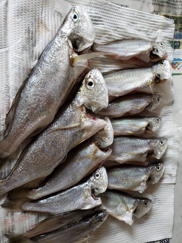 イシモチの釣果