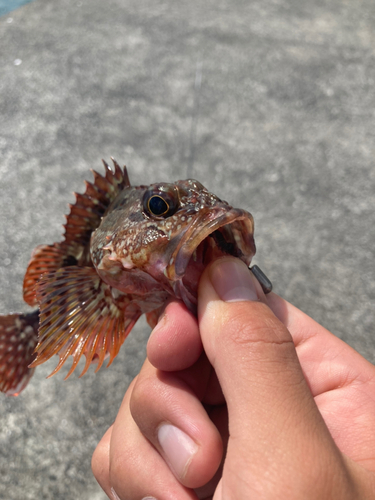 カサゴの釣果