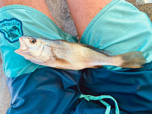 イシモチの釣果